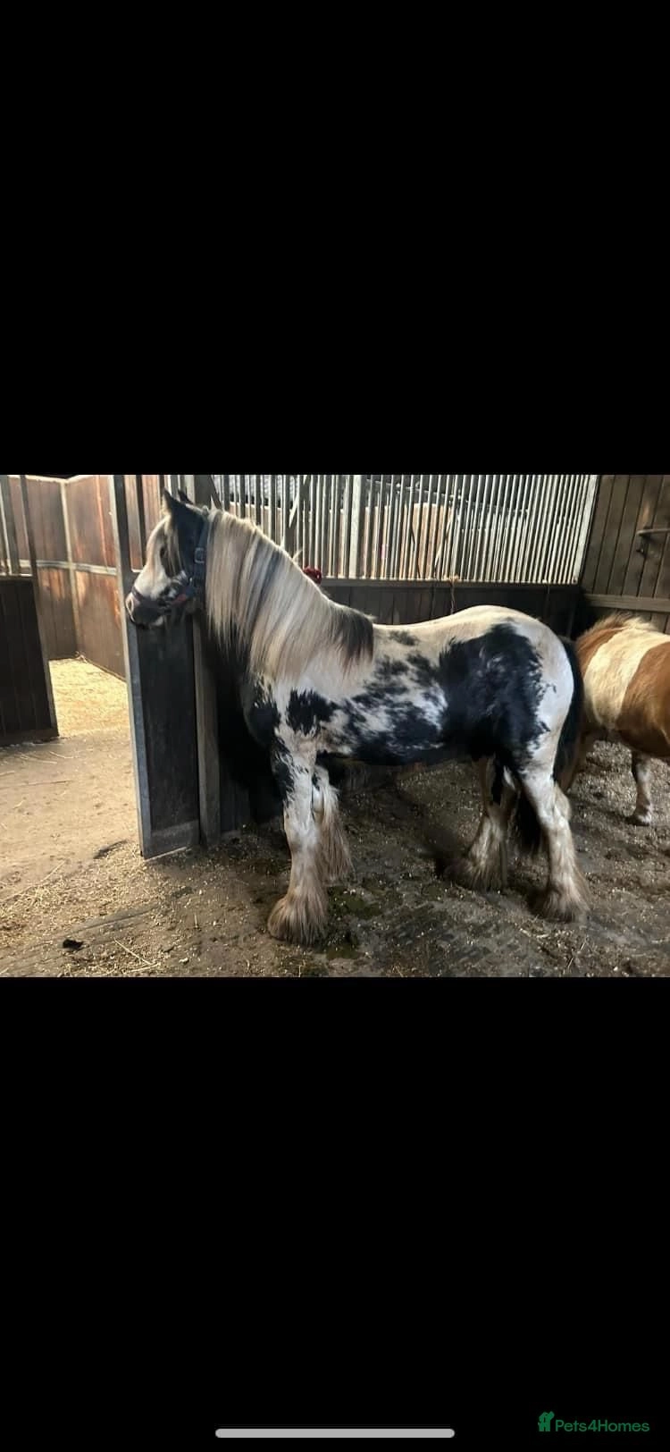 horses for sale stoke on trent