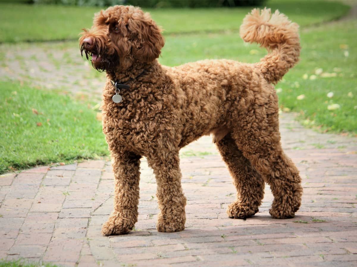 pictures of labradoodles
