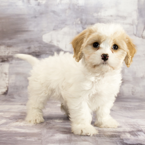 cavachons for sale near me