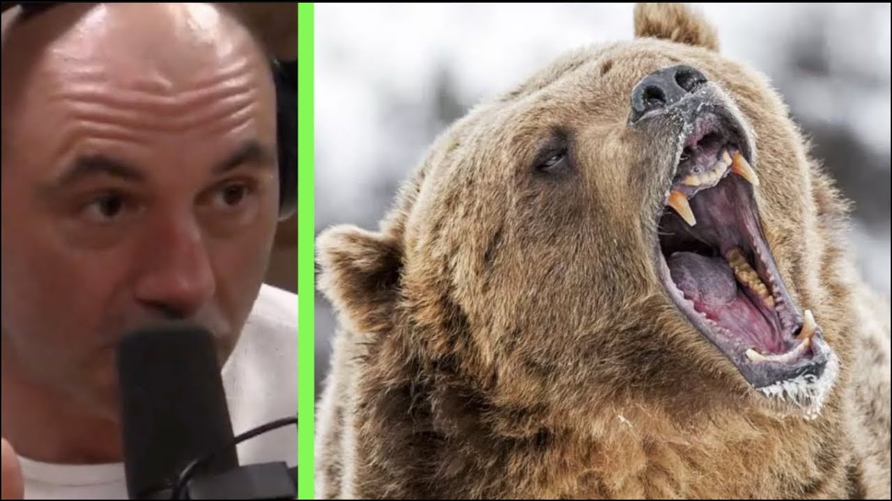 joe rogan polar bear story