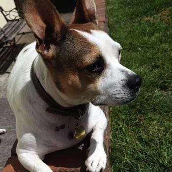 jack russell terrier and french bulldog mix