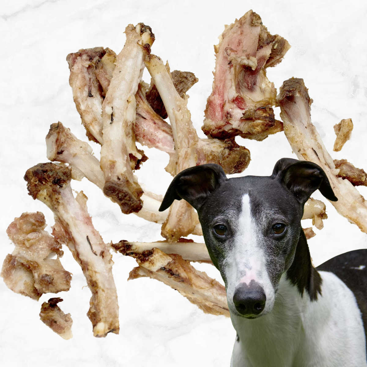 dogs eat rib bones