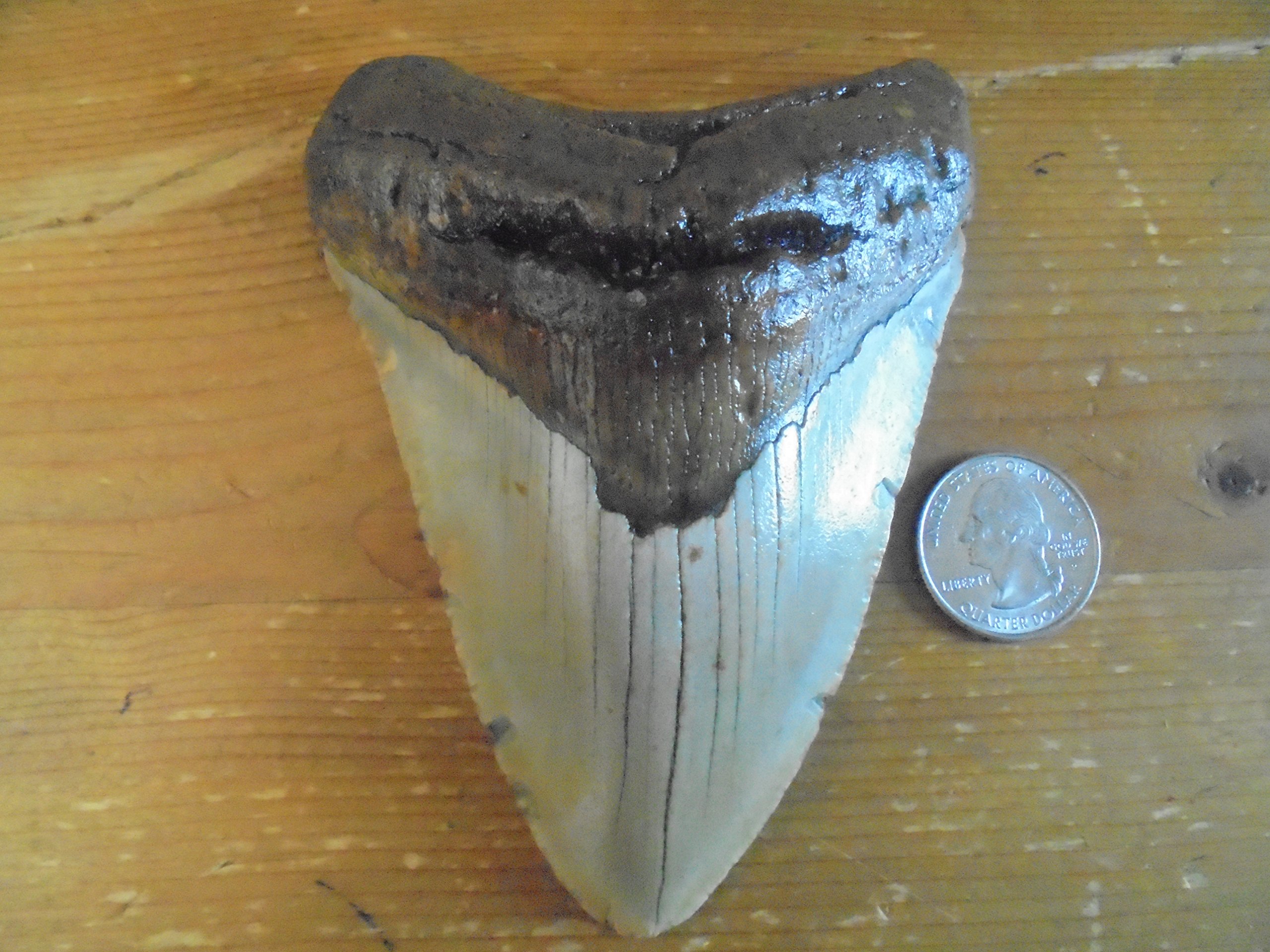 how much is a megalodon tooth worth