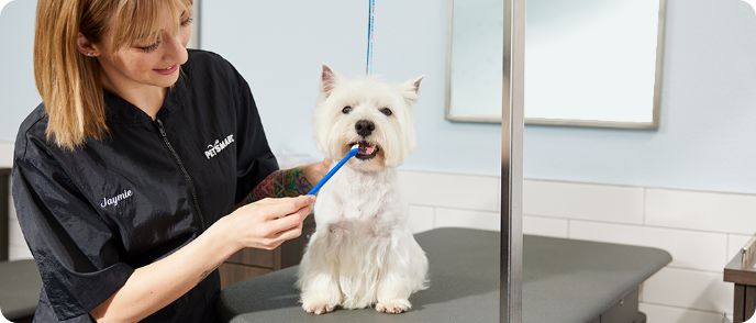 petsmart dog bath