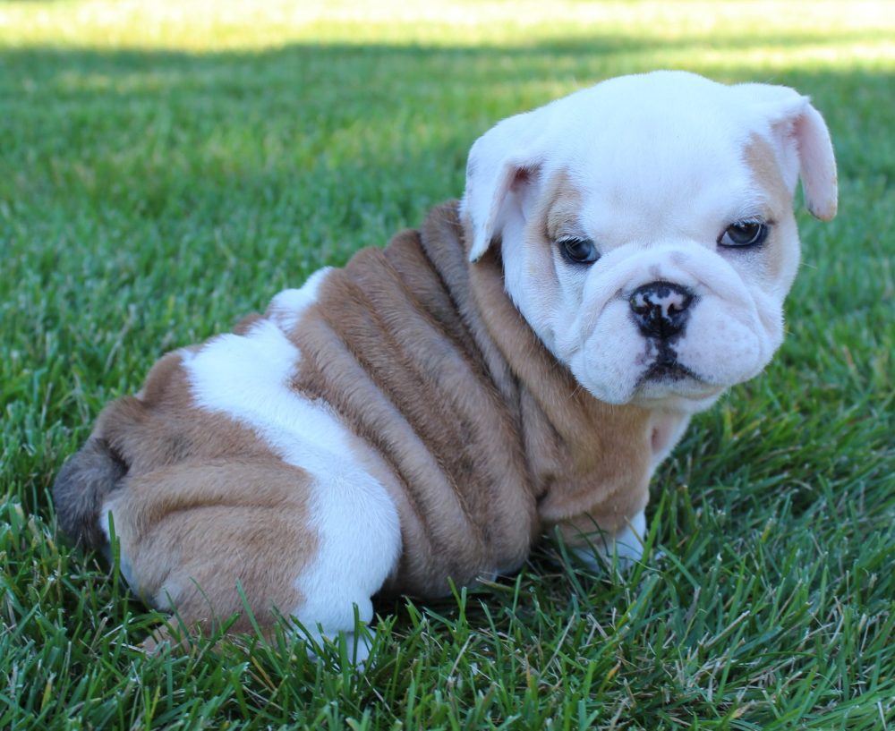 english bulldog puppies for sale