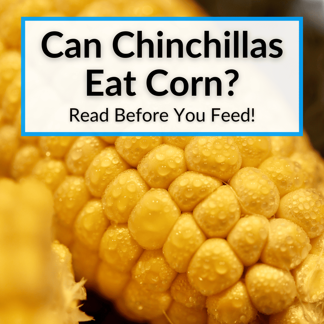 can chinchillas eat corn