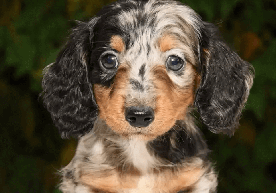 dachshund for sale