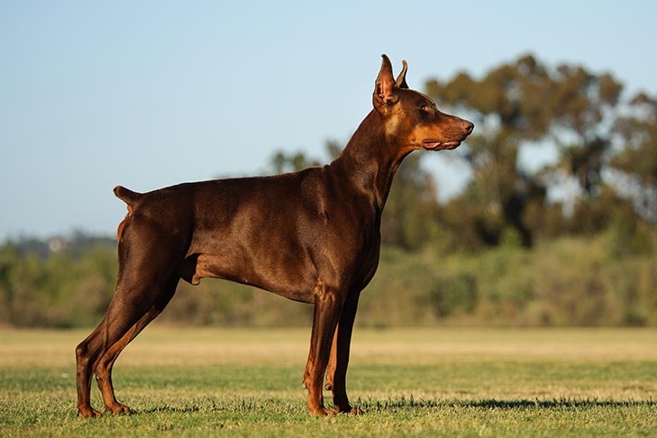 doberman images