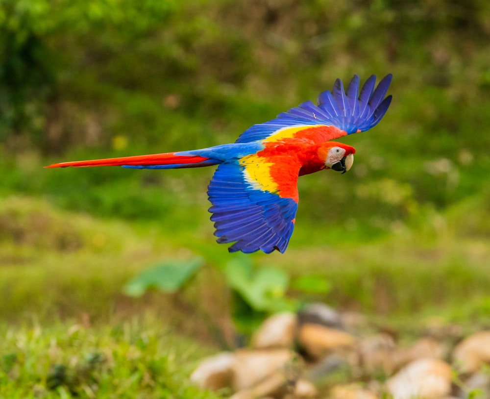 macaw pictures