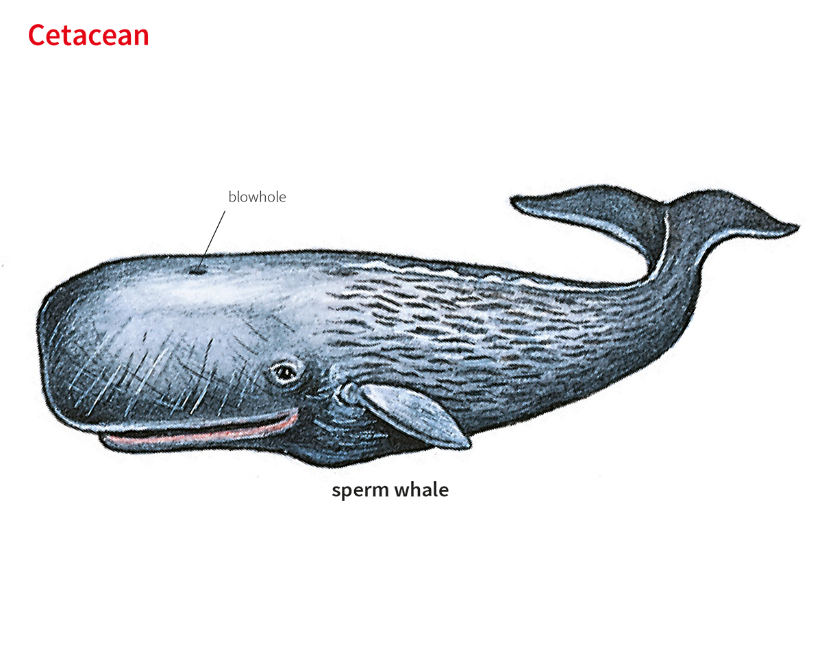 cetaceans pronunciation