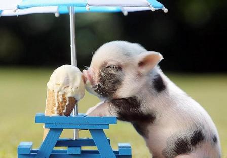 mini pigs for sale in ohio