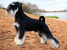 weight miniature schnauzer