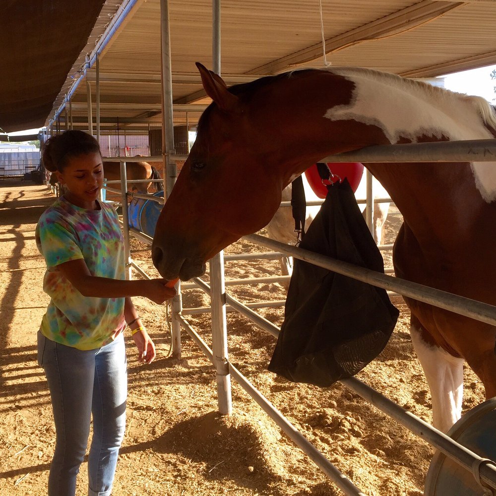 horse boarding in surprise az