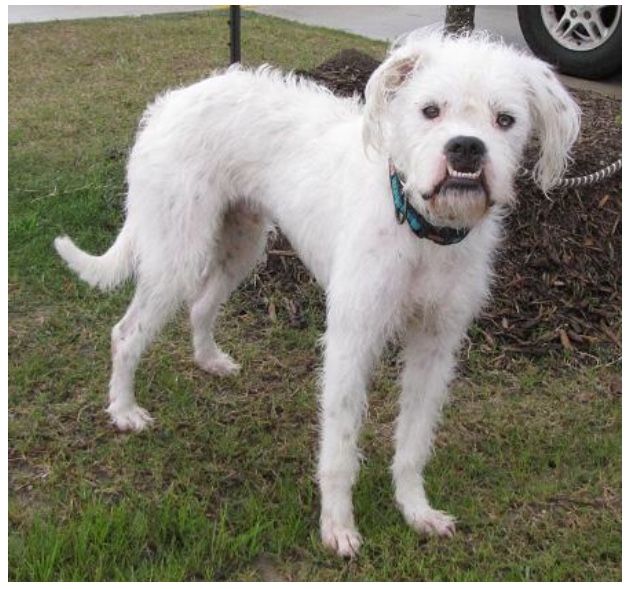 poodle and boxer mix