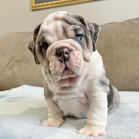 english bull dog puppies