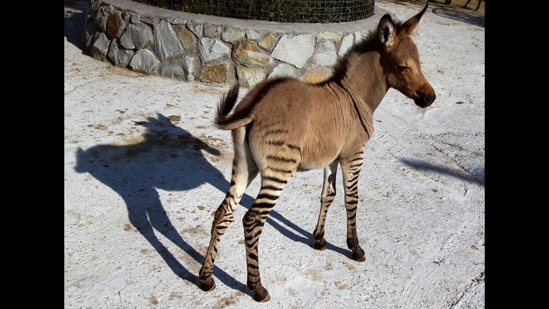 zonkeys