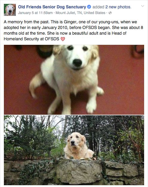 old friends senior dog sanctuary facebook