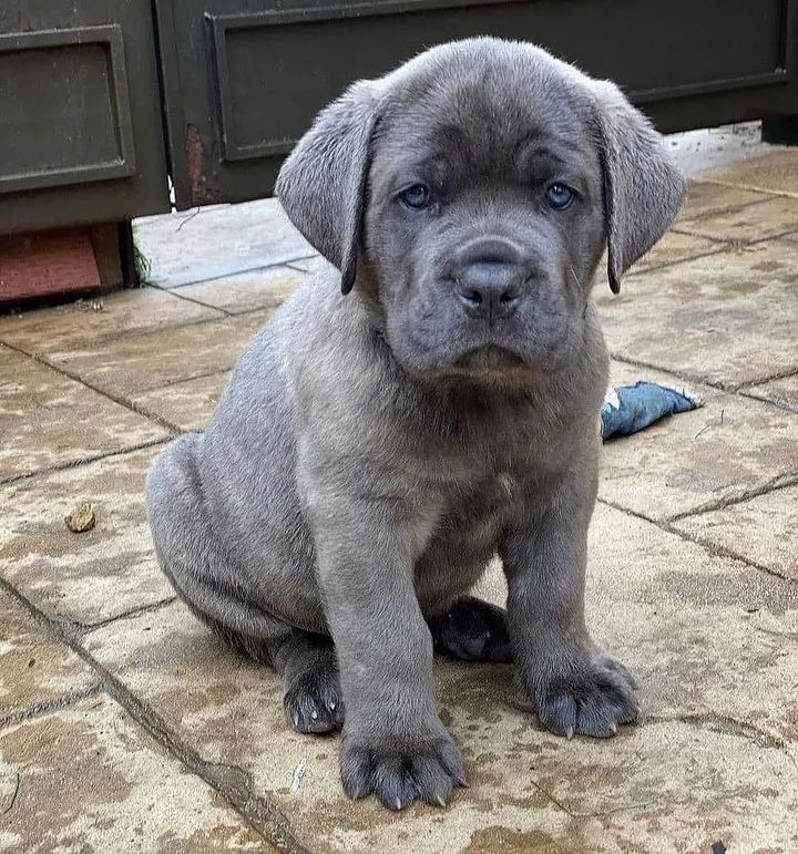 cane corso puppies for sale