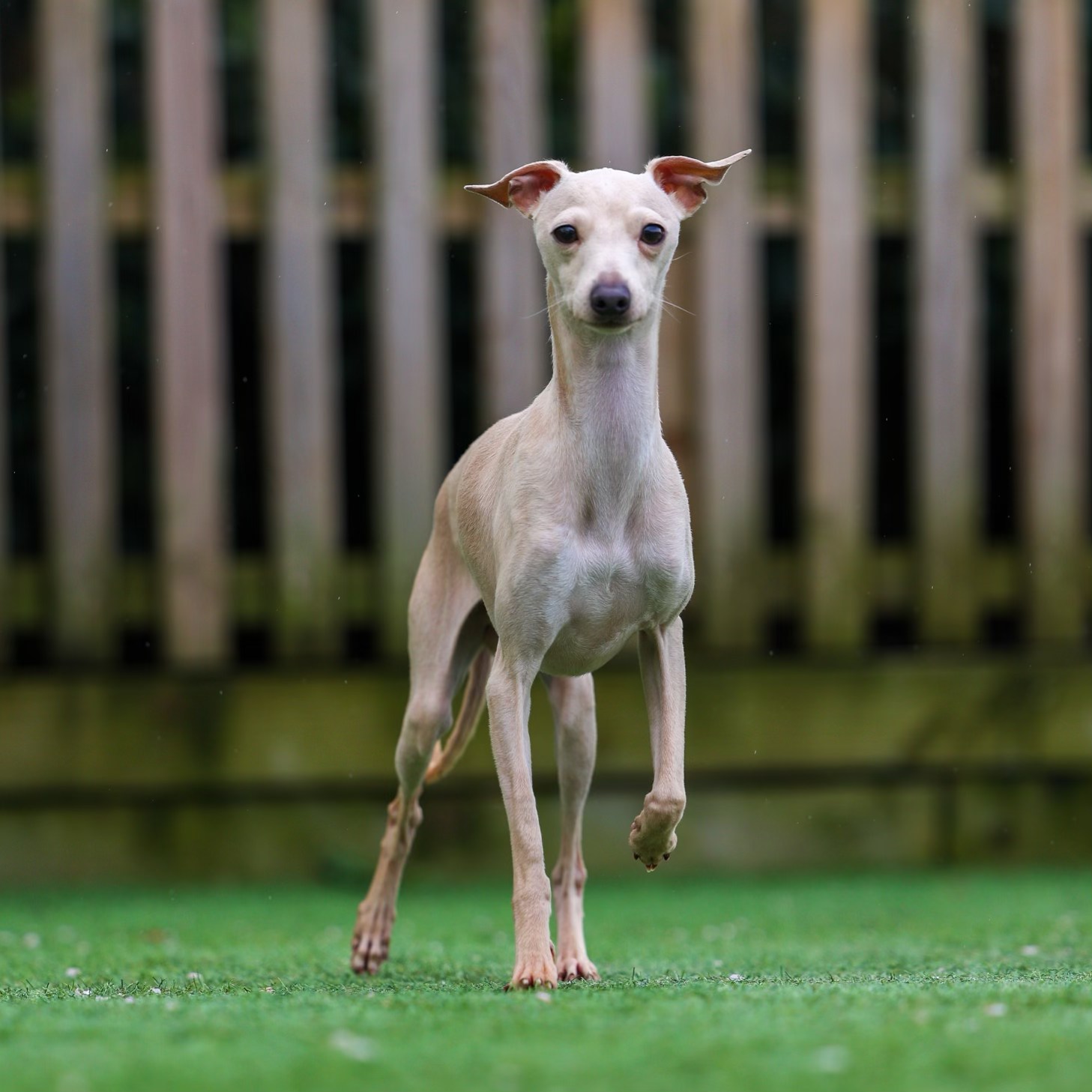 top 10 greyhound stud dogs