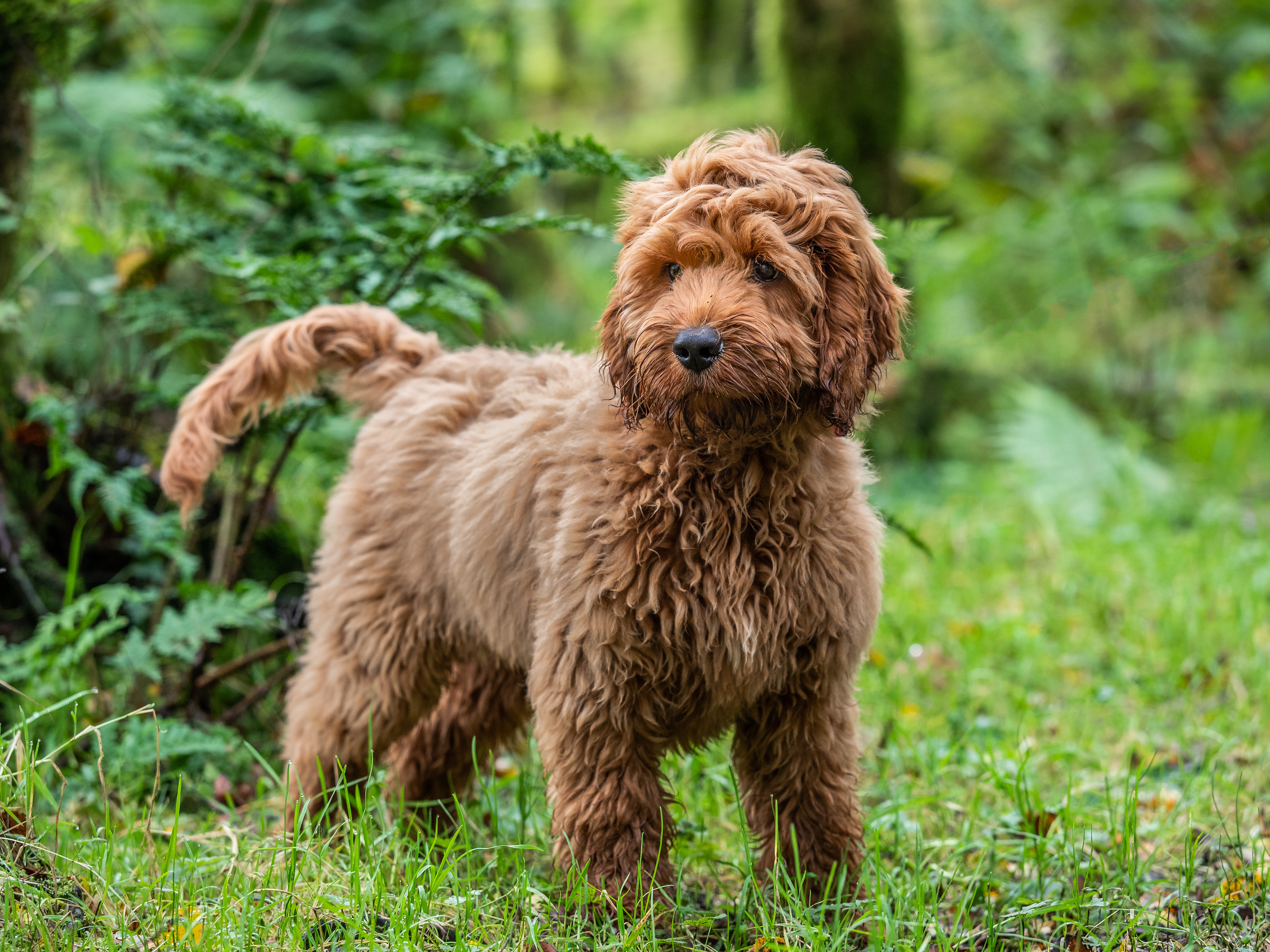 cockapoo puppies bc