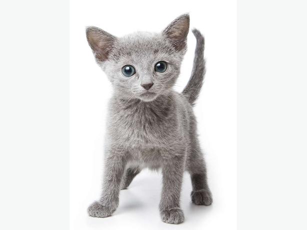 russian blue cat vancouver