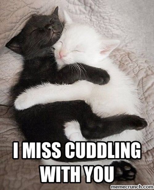 cuddle meme