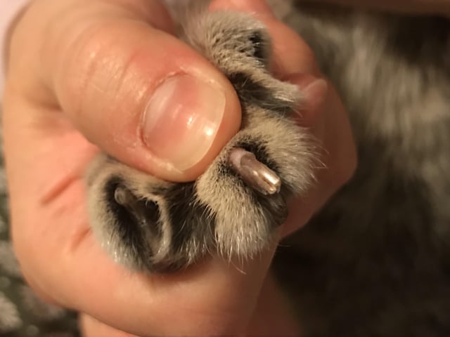 cat split nail
