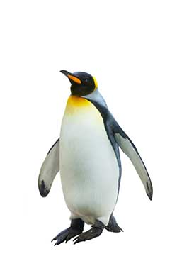 penguin meaning in marathi