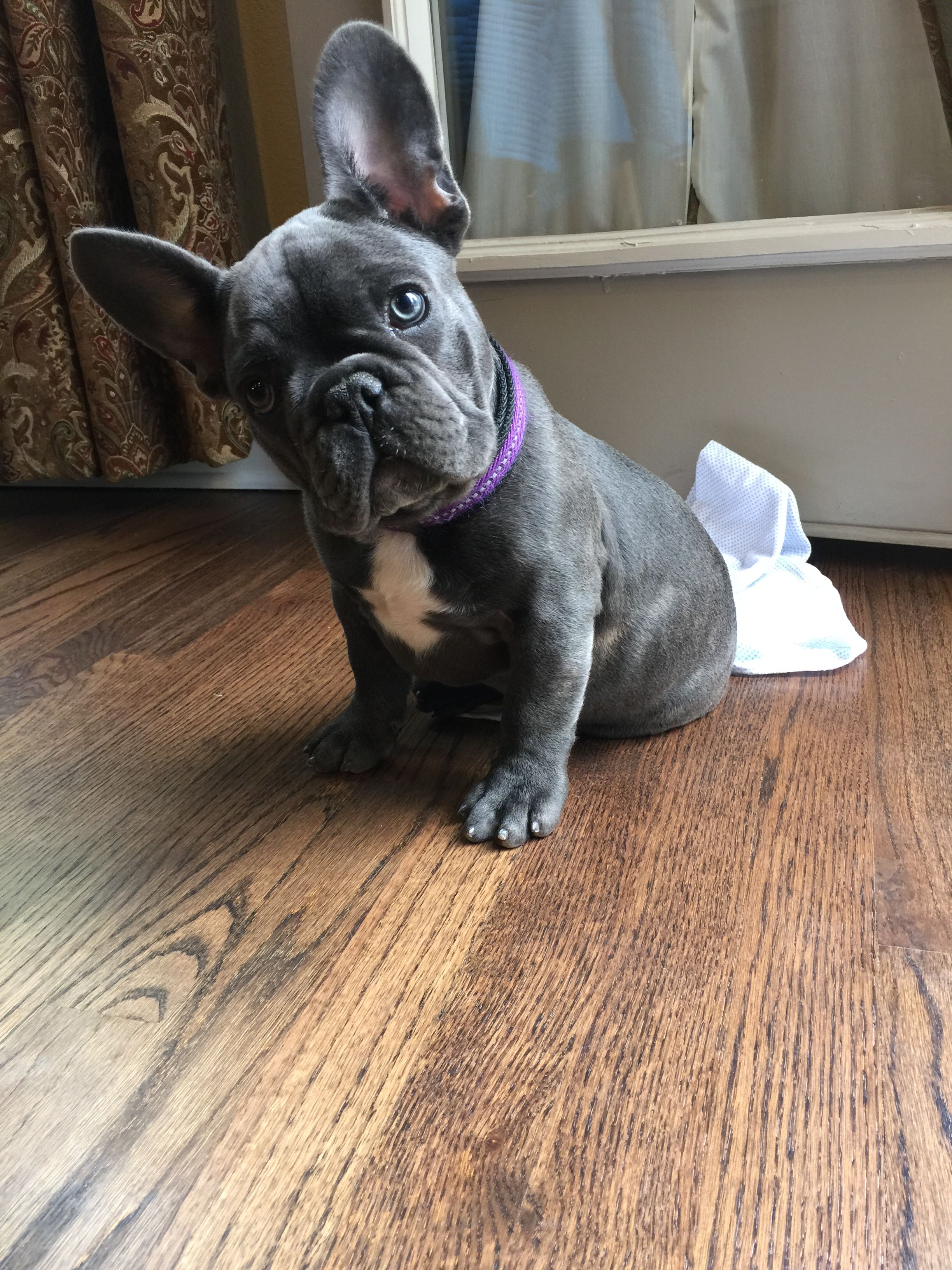 blue brindle frenchie