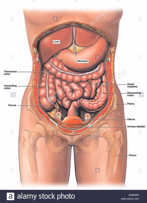 female anatomy photos