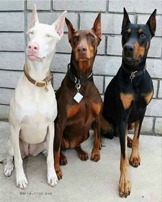 chocolate doberman