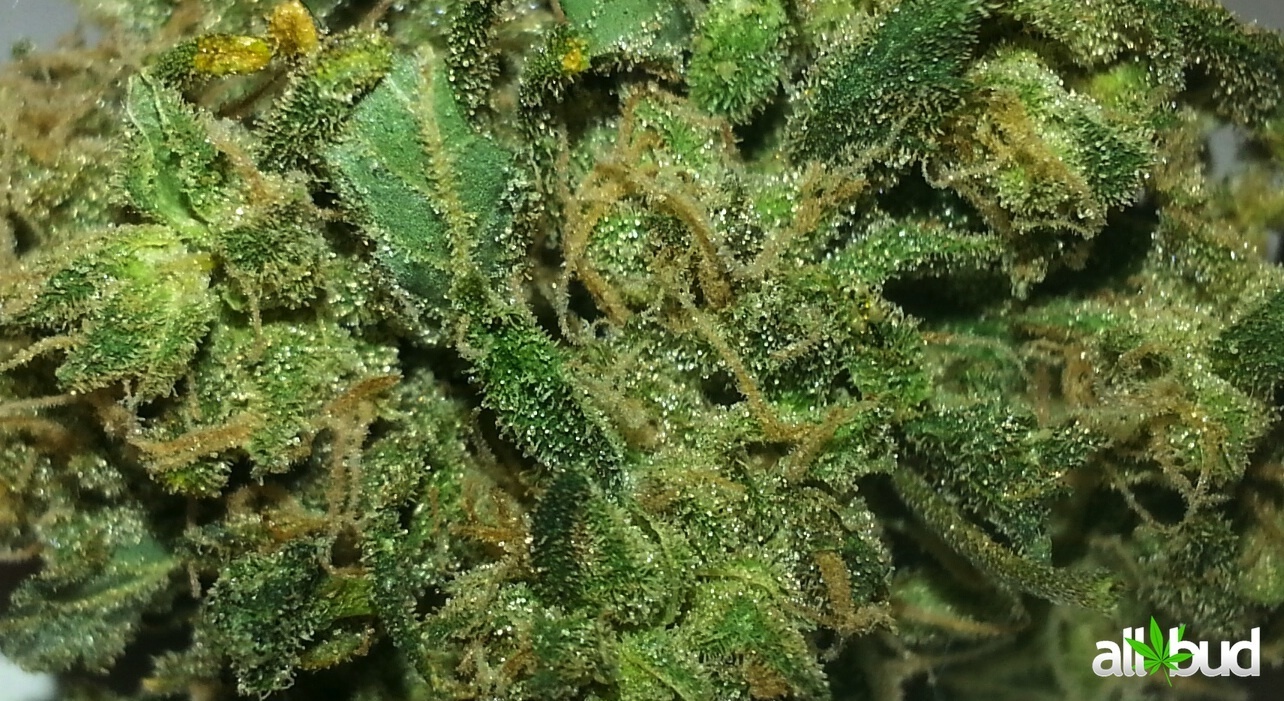 skunk strain allbud