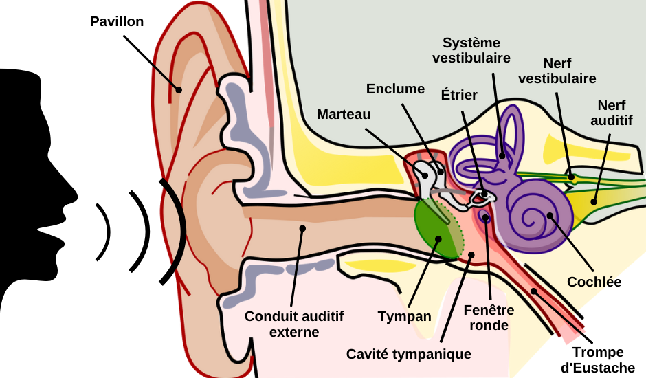 le canal auditif