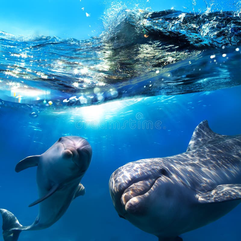 images dauphins gratuites