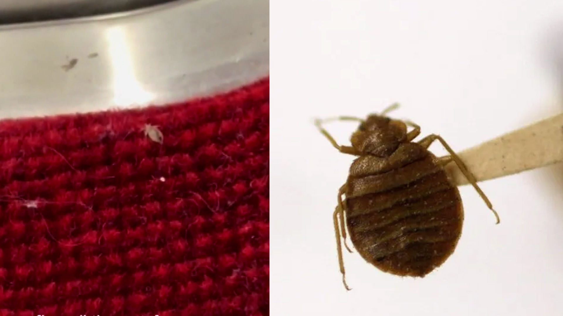 ttc bedbug