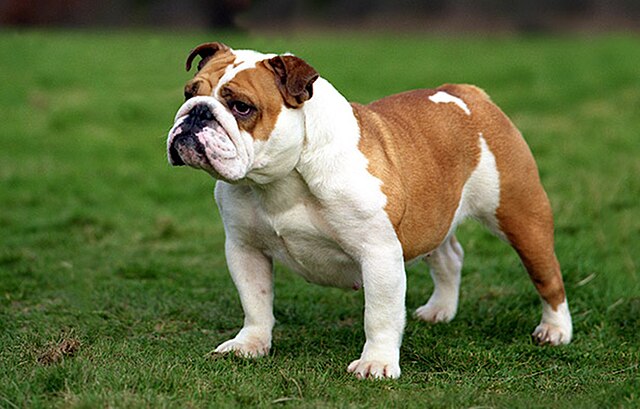 pictures of bull dog