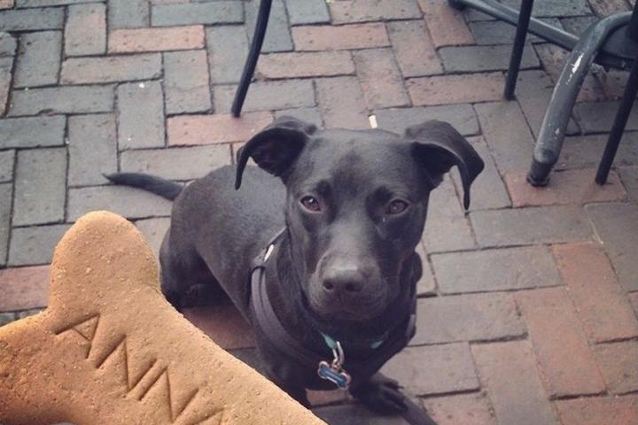 dog friendly restaurants annapolis