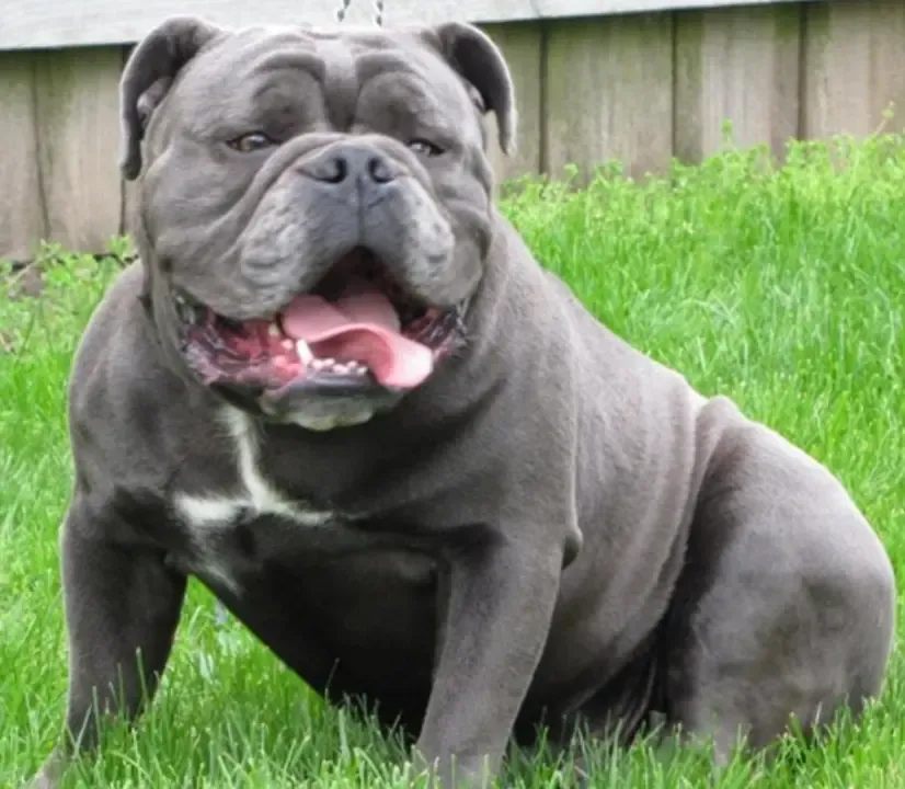 grey british bulldog