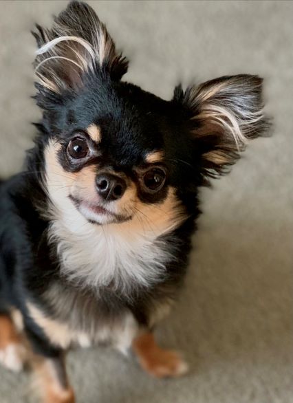 long haired chihuahua for sale near me