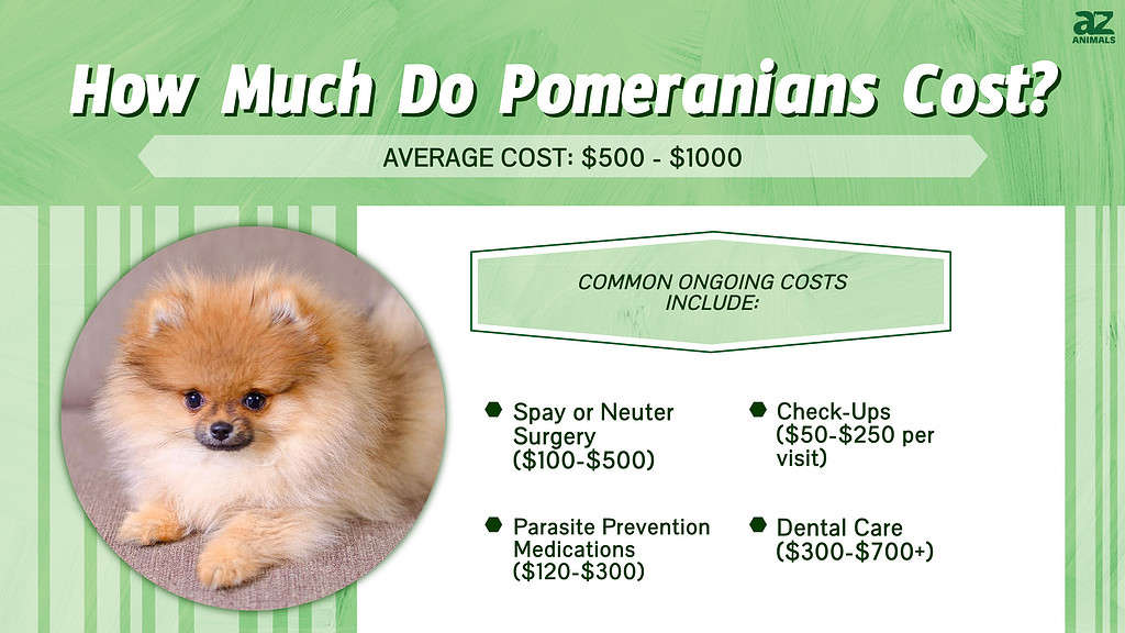 pomeranian price