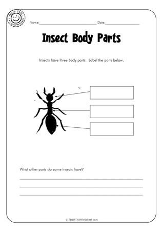 body parts of an insect labeling worksheet