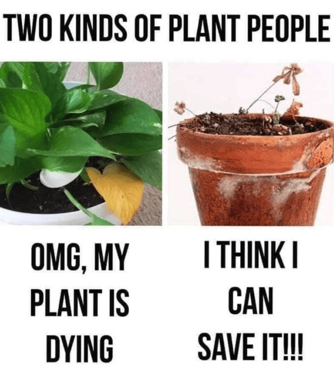 plant memes