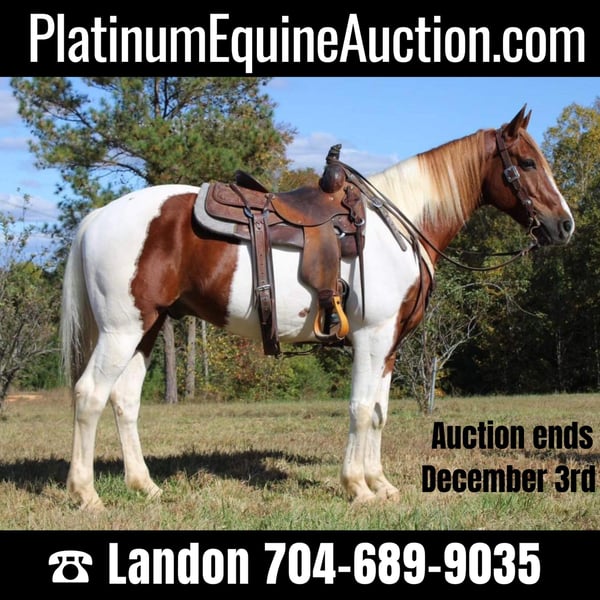 trail horses for sale in nc