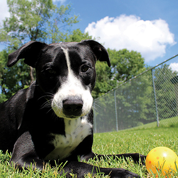 berkshire humane society