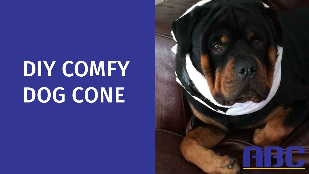 dog cone substitute