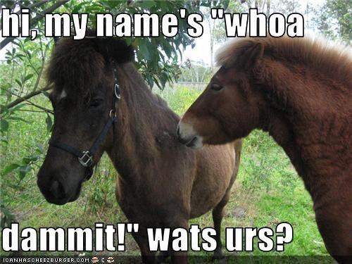 hilarious horse quotes