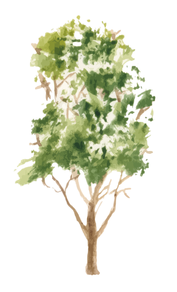 watercolor tree png
