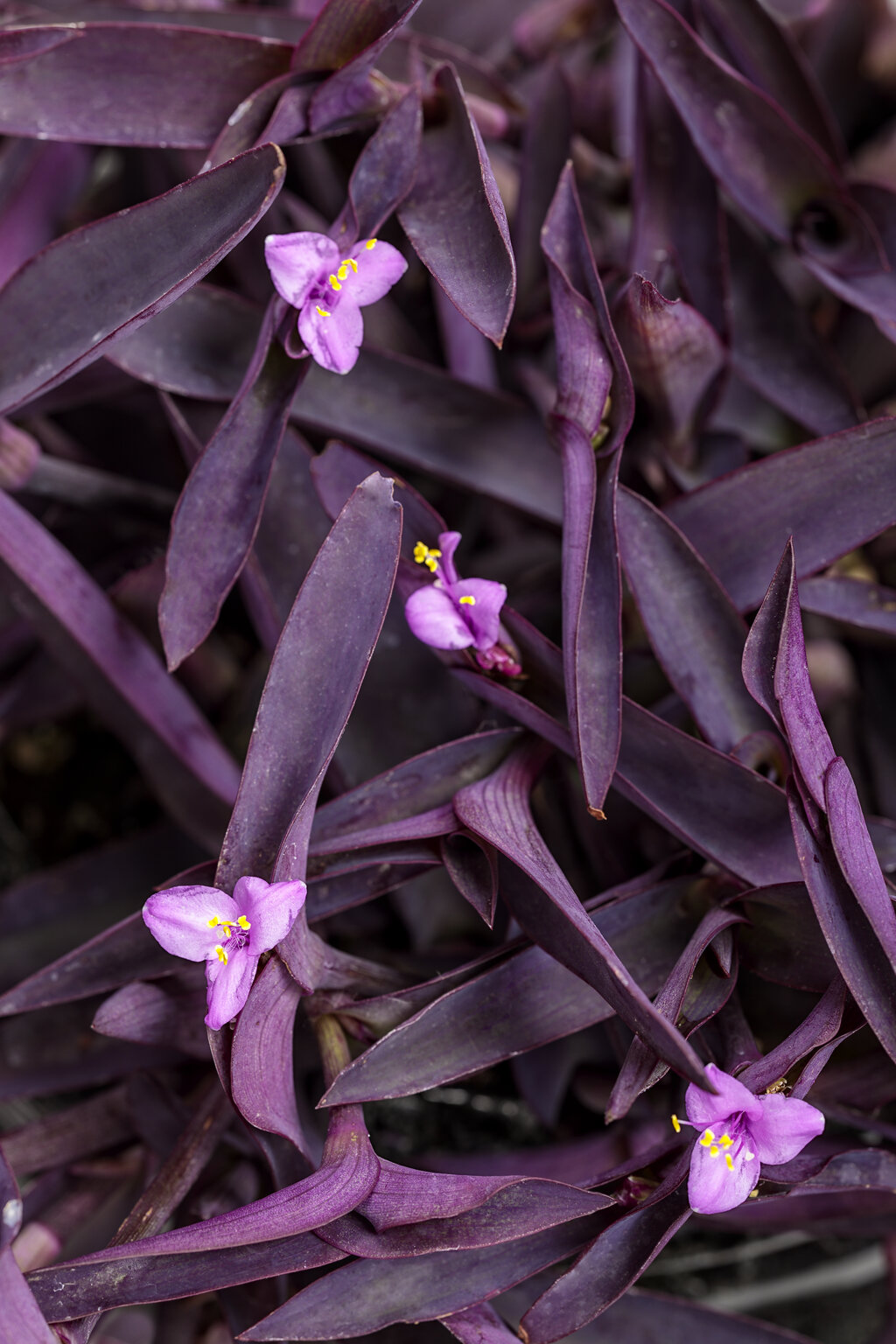 purple wort