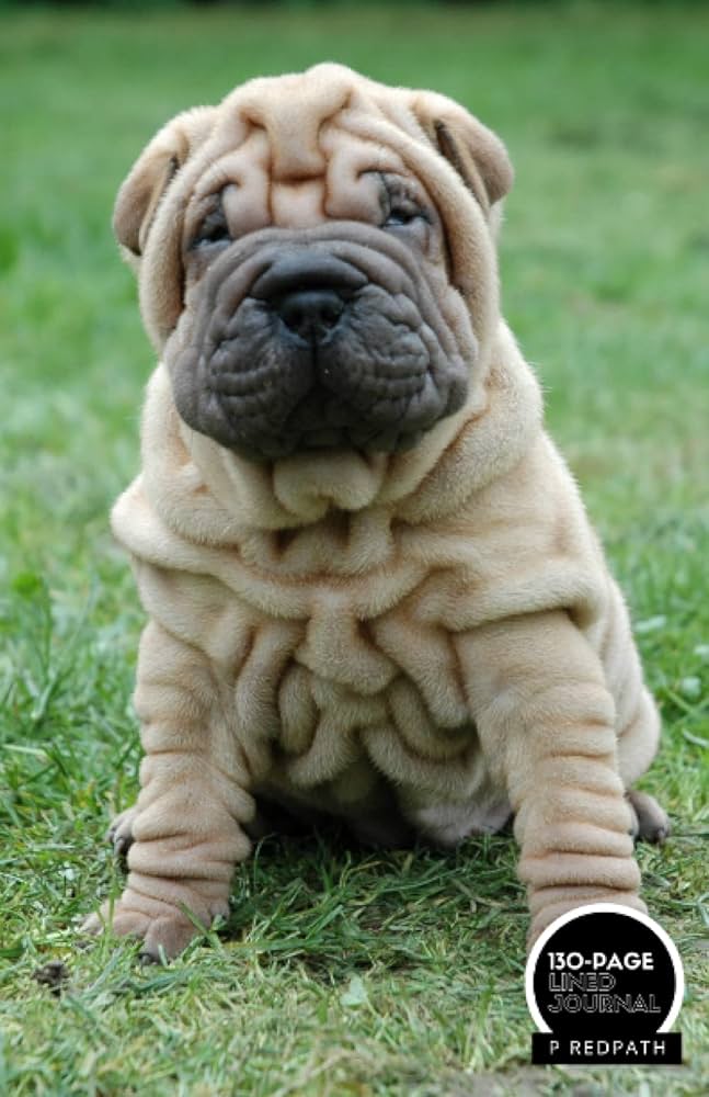 mini shar pei