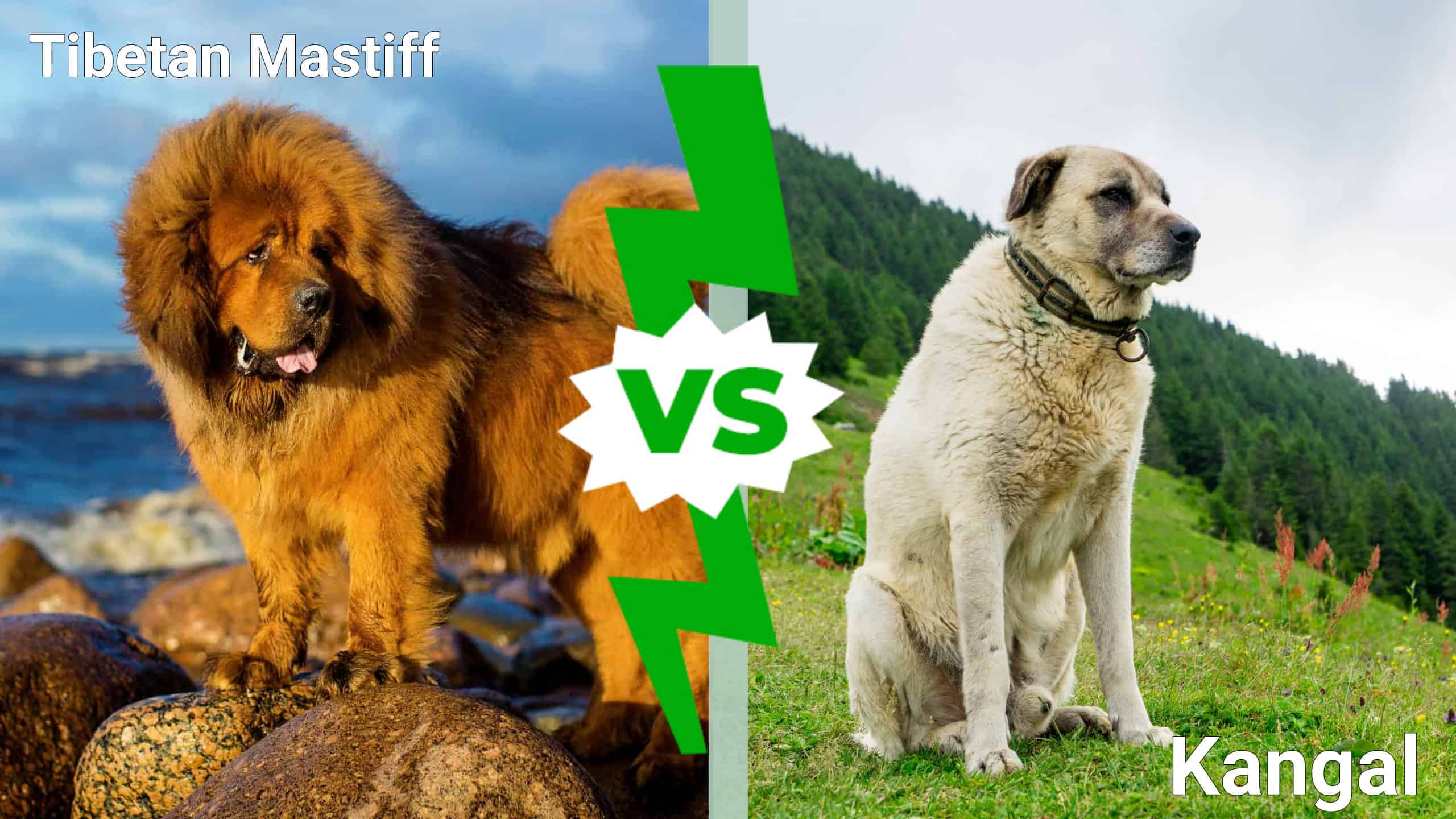 tibetan mastiff vs kangal